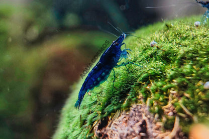 Blue Dream Neocaridina blaue Zwerggarnelen