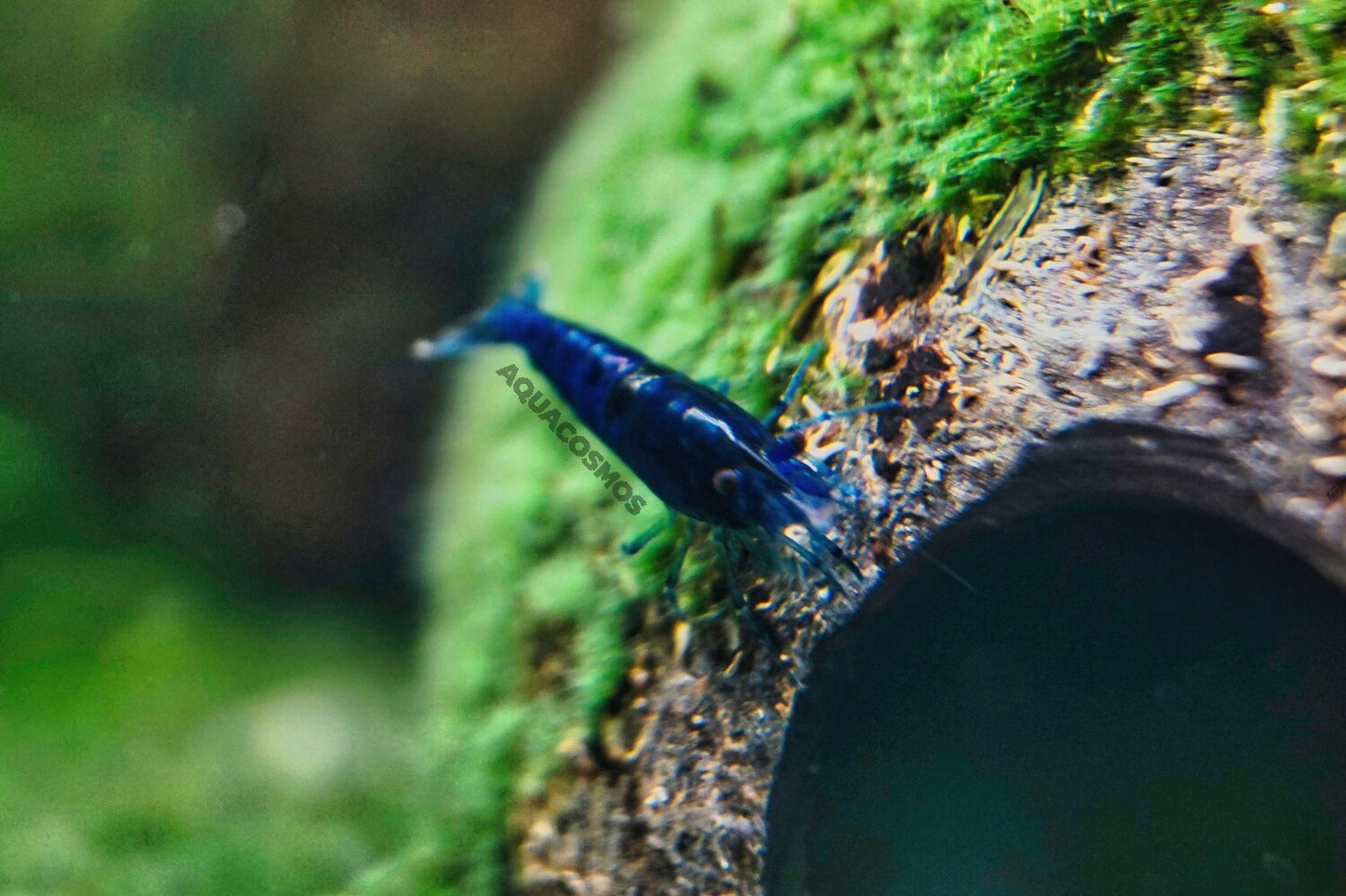 Blue Dream Neocaridina blaue Zwerggarnelen