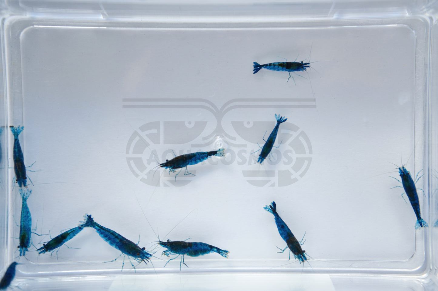 Blue Dream Neocaridina blaue Zwerggarnelen