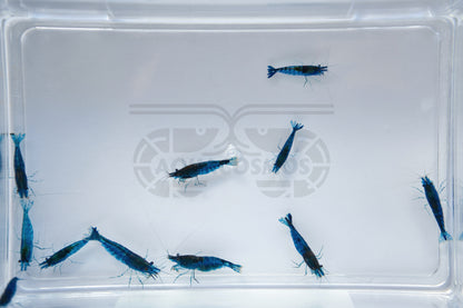 Blue Dream Neocaridina blaue Zwerggarnelen